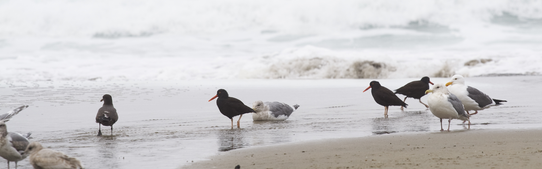 Gulls on shore